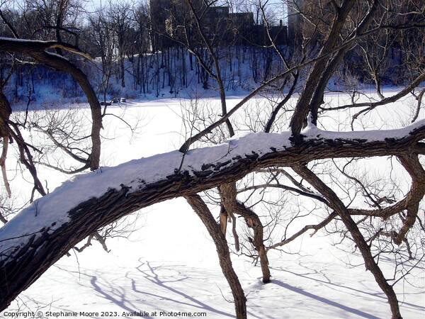 Tree branches frozen in the river Picture Board by Stephanie Moore