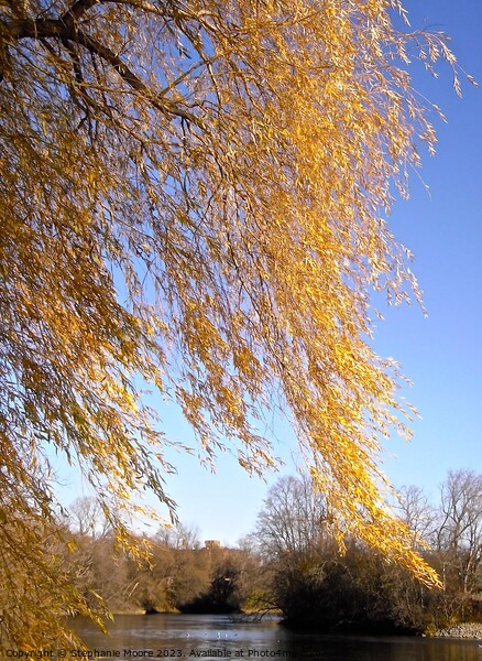 Windblown willow leaves Picture Board by Stephanie Moore