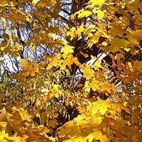 Buy canvas prints of Yellow maple leaves by Stephanie Moore