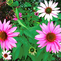 Buy canvas prints of pink daisies by Stephanie Moore