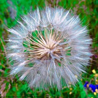 Buy canvas prints of Dandelion Fluff by Stephanie Moore