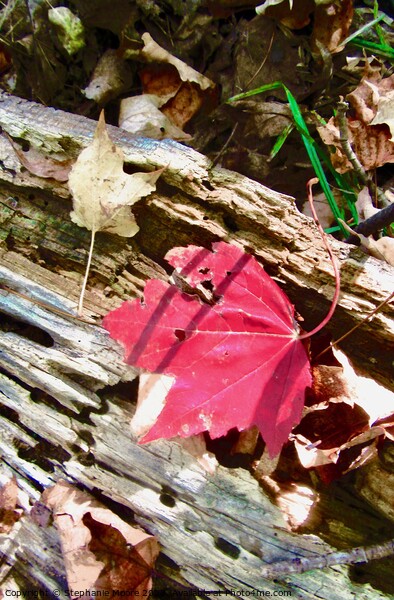 Fallen Leaf Acrylic by Stephanie Moore