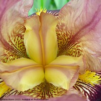 Buy canvas prints of Yellow Iris by Stephanie Moore