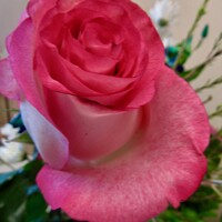 Buy canvas prints of Lovely pink rose by Stephanie Moore