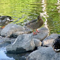 Buy canvas prints of Ducks on the rocks by Stephanie Moore