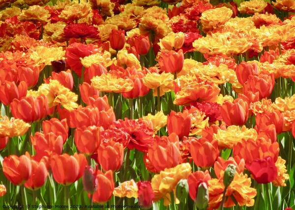 Orange and yellow tulips Picture Board by Stephanie Moore