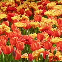 Buy canvas prints of Orange and yellow tulips by Stephanie Moore