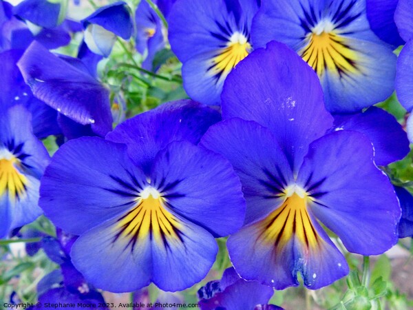 Pretty Pansies Picture Board by Stephanie Moore