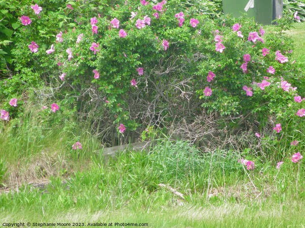 Wild pink roses Picture Board by Stephanie Moore
