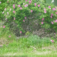 Buy canvas prints of Wild pink roses by Stephanie Moore