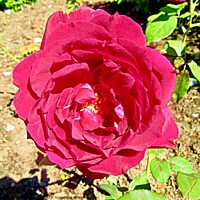 Buy canvas prints of Red Rose by Stephanie Moore
