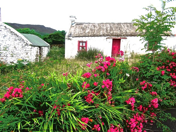 Abandoned Irish Cottage Picture Board by Stephanie Moore