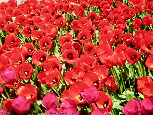 More red tulips Picture Board by Stephanie Moore