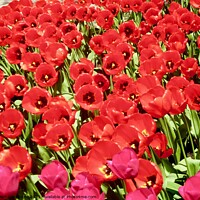 Buy canvas prints of More red tulips by Stephanie Moore