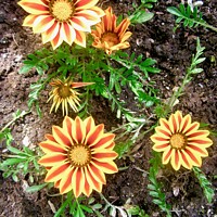 Buy canvas prints of Orange striped daisies by Stephanie Moore