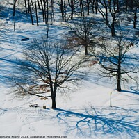 Buy canvas prints of Trees in the park by Stephanie Moore