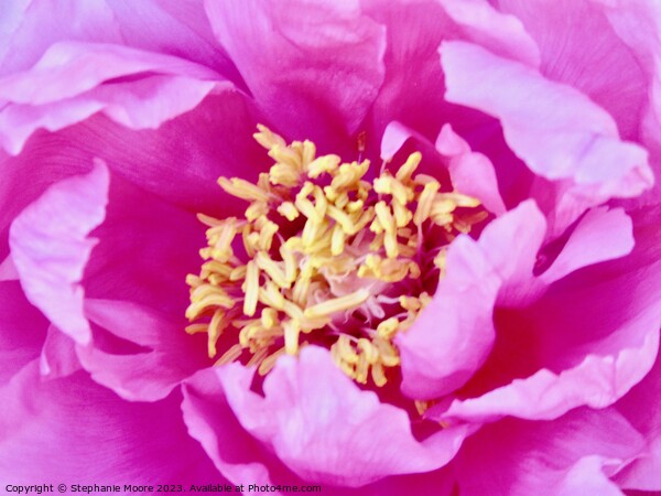 Close up of a pink rose Picture Board by Stephanie Moore
