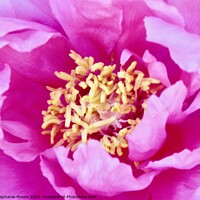 Buy canvas prints of Close up of a pink rose by Stephanie Moore
