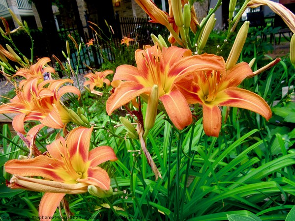 orange lilies Picture Board by Stephanie Moore