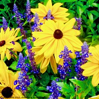 Buy canvas prints of Brown Eyed Susans by Stephanie Moore