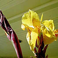 Buy canvas prints of Yellow gladiolus by Stephanie Moore