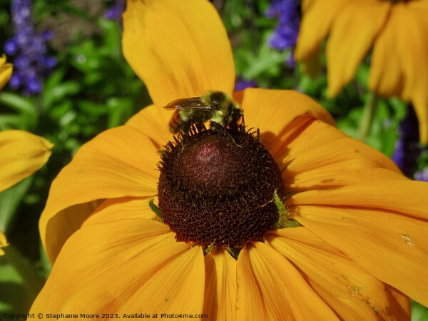 Brown Eyed Susan and Bee  Picture Board by Stephanie Moore