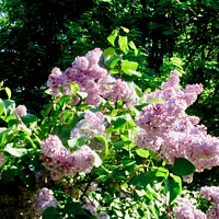 Buy canvas prints of Lilacs by Stephanie Moore