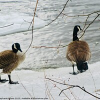 Buy canvas prints of Canada geese by Stephanie Moore