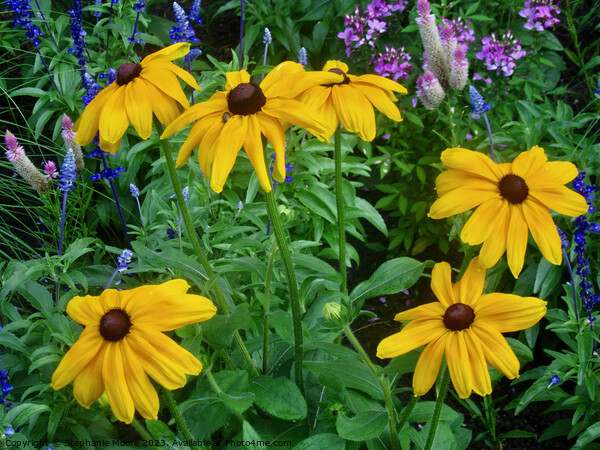 Brown-eyed Susans Picture Board by Stephanie Moore