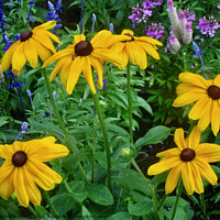 Buy canvas prints of Brown-eyed Susans by Stephanie Moore
