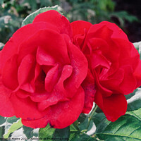 Buy canvas prints of Two red roses by Stephanie Moore
