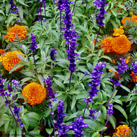 Buy canvas prints of Marigolds and purple flowers by Stephanie Moore