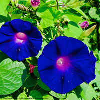 Buy canvas prints of Blue Morning Glories by Stephanie Moore