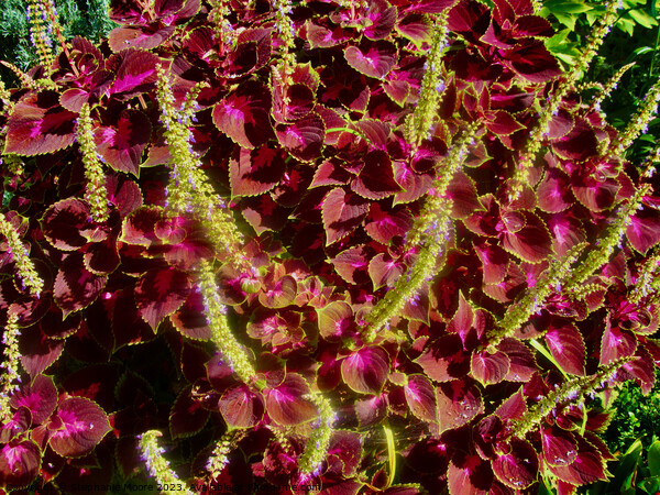 Coleus Picture Board by Stephanie Moore