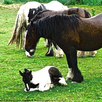 Buy canvas prints of Gypsy horses  by Stephanie Moore