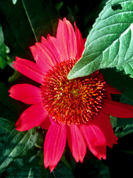 Shy red daisy Picture Board by Stephanie Moore