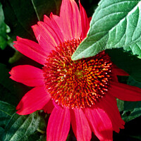 Buy canvas prints of Shy red daisy by Stephanie Moore
