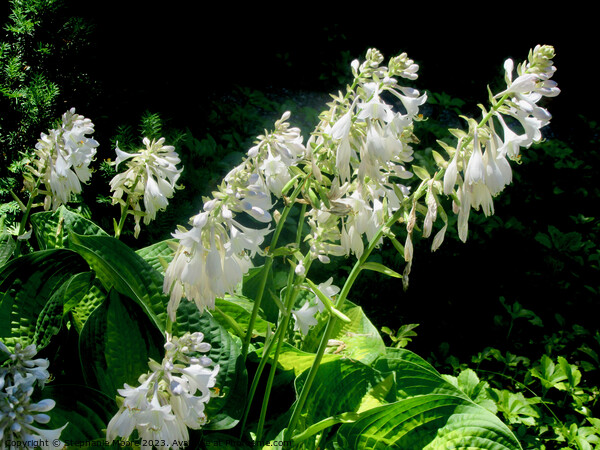 White Hosta Flowers Picture Board by Stephanie Moore