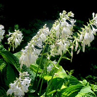 Buy canvas prints of White Hosta Flowers by Stephanie Moore