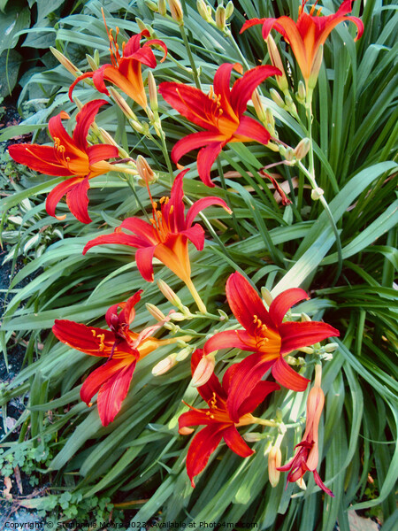 Orange lilies Picture Board by Stephanie Moore