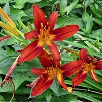 Buy canvas prints of More orange lilies by Stephanie Moore