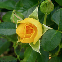 Buy canvas prints of Perfect yellow rosebud by Stephanie Moore