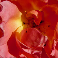 Buy canvas prints of Red rose by Stephanie Moore