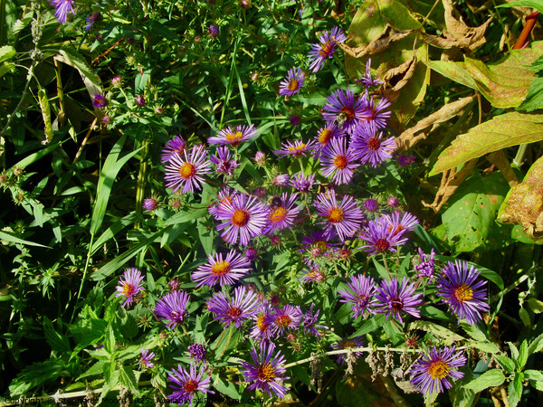 Wild Asters Picture Board by Stephanie Moore
