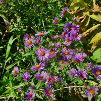 Buy canvas prints of Wild Asters by Stephanie Moore