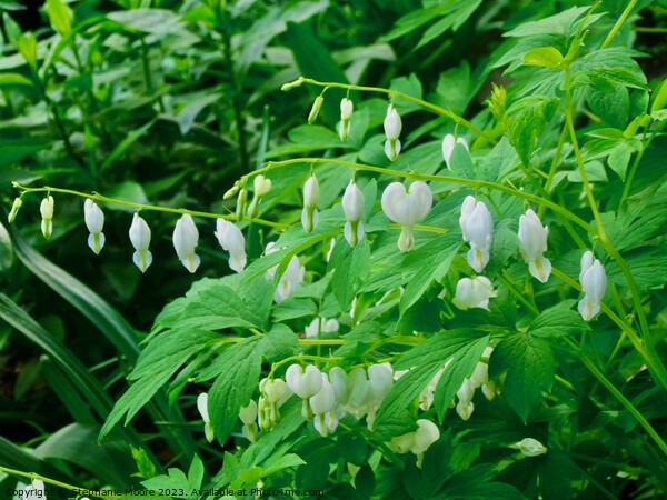 White Bleeding Hearts Picture Board by Stephanie Moore