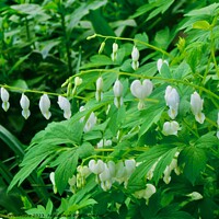 Buy canvas prints of White Bleeding Hearts by Stephanie Moore