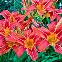 Buy canvas prints of Pink lilies by Stephanie Moore