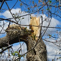 Buy canvas prints of Damaged Tree by Stephanie Moore