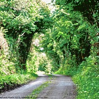 Buy canvas prints of Country Lane by Stephanie Moore